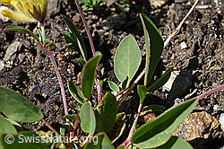 Alpen-Wundklee (Anthyllis vulneraria ssp. alpestris) (F173525)