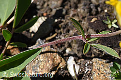 Alpen-Wundklee (Anthyllis vulneraria ssp. alpestris) (F173527)