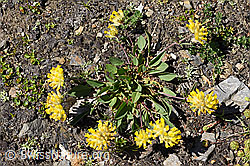 Alpen-Wundklee (Anthyllis vulneraria ssp. alpestris) (F173530)