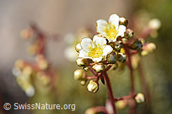 Trauben-Steinbrech (Saxifraga paniculata) (08.2020, F173536)