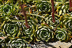 Saxifraga paniculata (F173537)