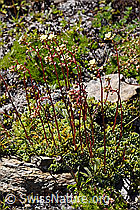 Trauben-Steinbrech (Saxifraga paniculata) (08.2020, F173539)