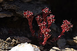Dunkler Mauerpfeffer (Sedum atratum) (08.2020, F173541)