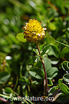 Braun-Klee (Trifolium badium) (F173553)