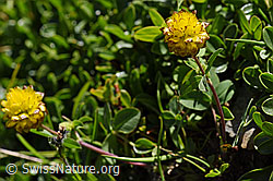 Braun-Klee (Trifolium badium) (08.2020, F173555)