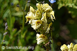 Knolliges Läusekraut (Pedicularis tuberosa) (08.2020, F173558)