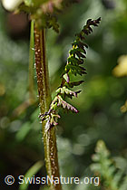 Knolliges Läusekraut (Pedicularis tuberosa) (F173559)