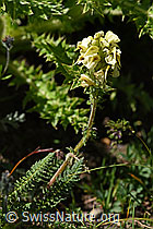 Knolliges Läusekraut (Pedicularis tuberosa) (F173561)