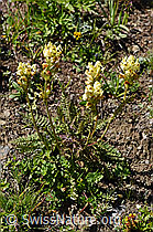 Knolliges Läusekraut (Pedicularis tuberosa) (08.2020, F173564)