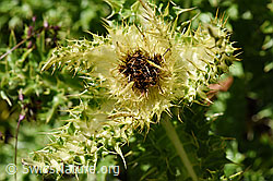 Alpen-Kratzdistel (Cirsium spinosissimum) (08.2020, F173565)