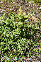 Alpen-Kratzdistel (Cirsium spinosissimum) (08.2020, F173568)