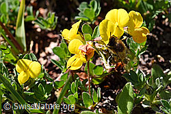 Italienische Biene (Apis mellifera ligustica) an Alpen-Hornklee (Lotus alpinus) (F173571) Italienische Biene (Apis mellifera ligustica) an Alpen-Hornklee (Lotus alpinus) (F173571)