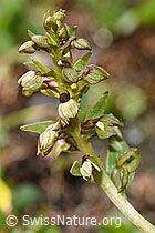 Grüne Hohlzunge (Coeloglossum viride) (08.2020, F173575)