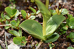 Grüne Hohlzunge (Coeloglossum viride) (08.2020, F173576)