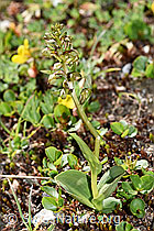 Grüne Hohlzunge (Coeloglossum viride) (08.2020, F173578)