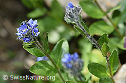 Alpen-Ehrenpreis (Veronica alpina) (F173580)