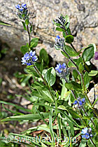 Alpen-Ehrenpreis (Veronica alpina) (F173582)