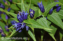 Foto: Schwalbenwurz-Enzian (Gentiana asclepiadea)