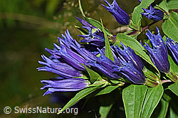 Foto: Schwalbenwurz-Enzian (Gentiana asclepiadea)