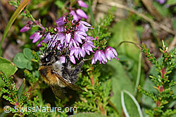 Ackerhummel (Bombus pascuorum) an Besenheide (Calluna vulgaris) (F174847) Ackerhummel (Bombus pascuorum) an Besenheide (Calluna vulgaris) (F174847)