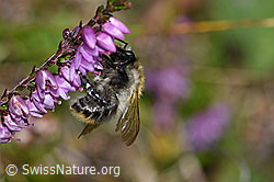 Ackerhummel (Bombus pascuorum) an Besenheide (Calluna vulgaris) (F174849) Ackerhummel (Bombus pascuorum) an Besenheide (Calluna vulgaris) (F174849)