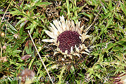 Silberdistel (Carlina acaulis ssp. caulescens) (F174857)