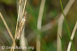 Agriphila tristella on blade of grass (F174859)