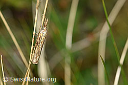 Agriphila inquinatella an Grashalm (28.08.2020, F174860)