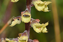 Teucrium scorodonia (F174861)