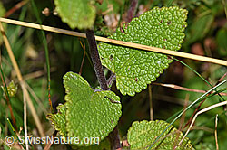 Teucrium scorodonia (F174863)