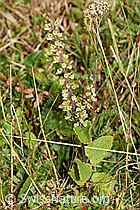 Teucrium scorodonia (F174864)