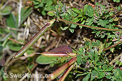 Lotus corniculatus (F174875)