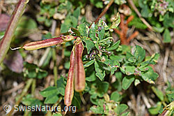 Lotus corniculatus (F174876)
