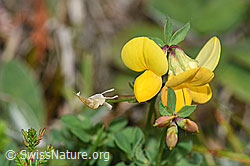 Lotus corniculatus (F174880)