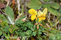 Lotus corniculatus (F174881)