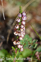 Besenheide (Calluna vulgaris) (F174904) Besenheide (Calluna vulgaris) (F174904)