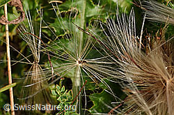 Cirsium acaule (F174909)