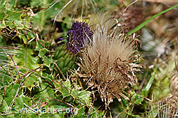 Stängellose Kratzdistel (Cirsium acaule) (28.08.2020, F174912)
