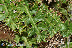 Stängellose Kratzdistel (Cirsium acaule) (28.08.2020, F174914)