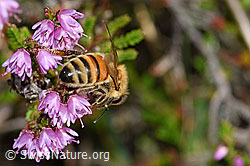 Italienische Biene (Apis mellifera ligustica) an Besenheide (Calluna vulgaris) (F174924) Italienische Biene (Apis mellifera ligustica) an Besenheide (Calluna vulgaris) (F174924)