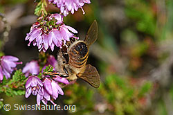 Italienische Biene (Apis mellifera ligustica) an Besenheide (Calluna vulgaris) (F174925) Italienische Biene (Apis mellifera ligustica) an Besenheide (Calluna vulgaris) (F174925)