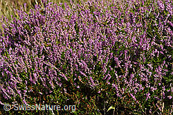 Besenheide (Calluna vulgaris) (F174936) Besenheide (Calluna vulgaris) (F174936)