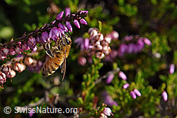 Italienische Biene (Apis mellifera ligustica) an Besenheide (Calluna vulgaris) (F174938) Italienische Biene (Apis mellifera ligustica) an Besenheide (Calluna vulgaris) (F174938)