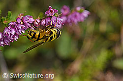 Totenkopfschwebfliege (Myathropa florea) auf Besenheide (Calluna vulgaris) (F174973) Totenkopfschwebfliege (Myathropa florea) auf Besenheide (Calluna vulgaris) (F174973)