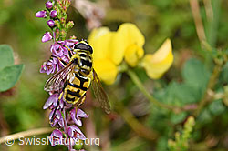 Totenkopfschwebfliege (Myathropa florea) auf Besenheide (Calluna vulgaris) (F174975) Totenkopfschwebfliege (Myathropa florea) auf Besenheide (Calluna vulgaris) (F174975)