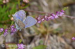 Idas-Bläuling (Plebejus idas) auf Besenheide (Calluna vulgaris) (F174984)