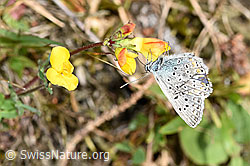 Idas-Bläuling (Plebejus idas)