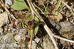 Grosse Schwebfliege (Syrphus ribesii) (F175458)