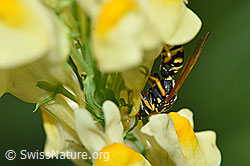 Paper wasp (Polistes dominula) on Linaria vulgaris (F175495)