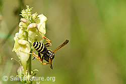 Paper wasp (Polistes dominula) on Linaria vulgaris (F177189)